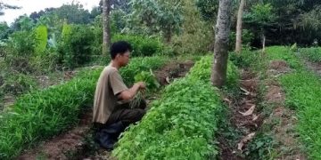 Jejak Sarjana di Balik Motor Sayur
