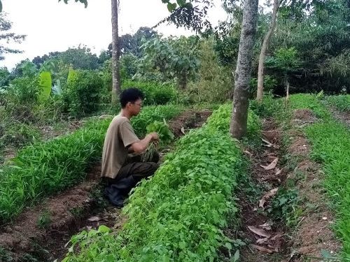 Jejak Sarjana di Balik Motor Sayur
